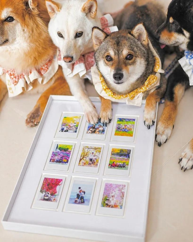 多隻柴犬與寵物相框展示